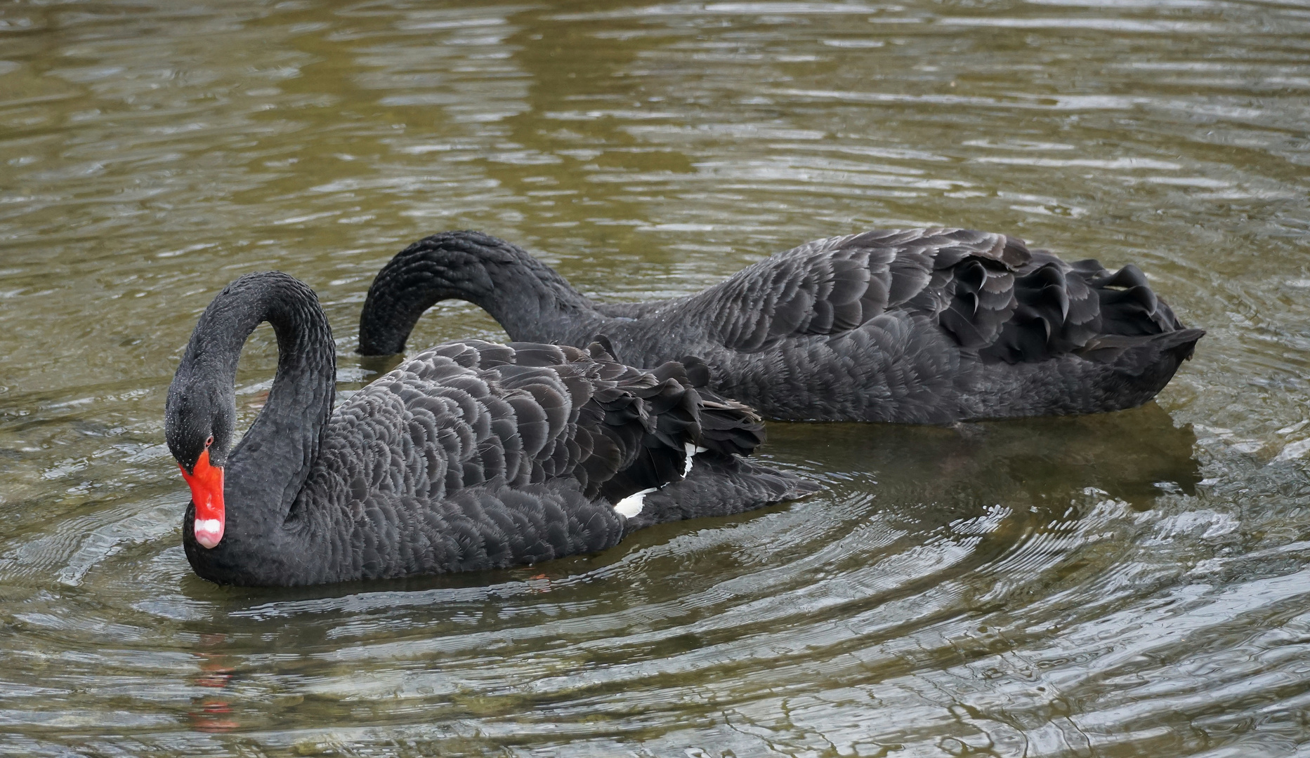  Trauerschwäne