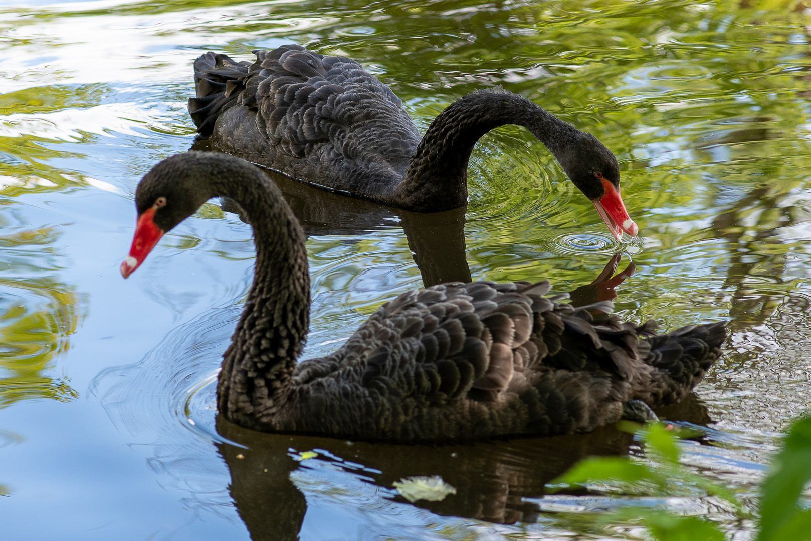 Trauerschwäne