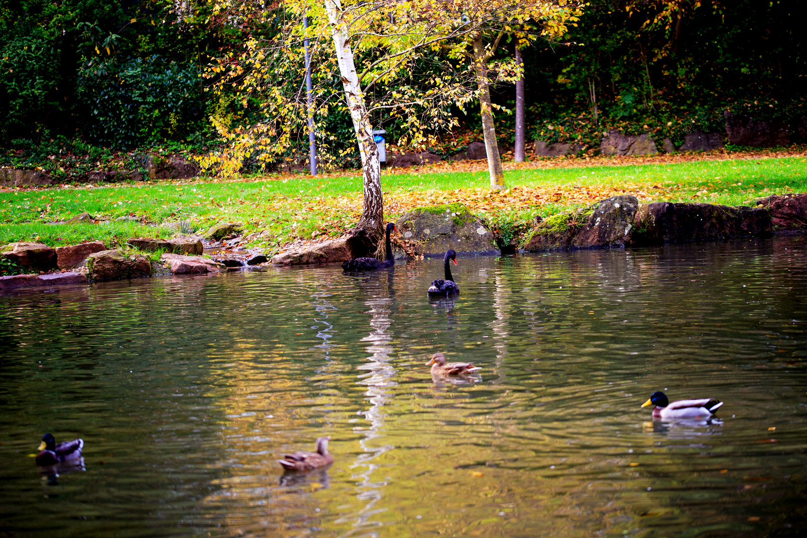 Trauerschwäne im Kurpark