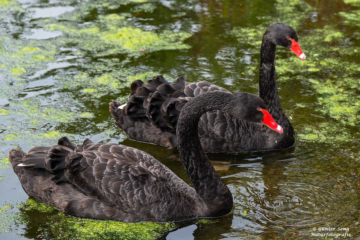 Trauerschwäne im Queenspark..