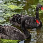 Trauerschwäne im Queenspark..