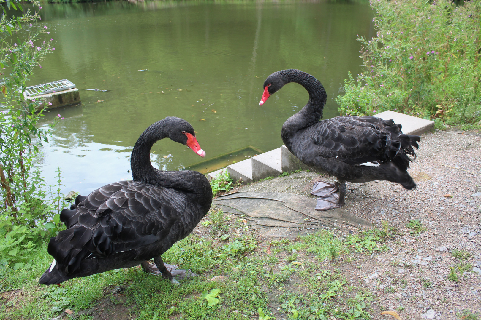 Trauerschwäne im Sahnpark am Schwanenteich