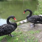 Trauerschwäne im Sahnpark am Schwanenteich