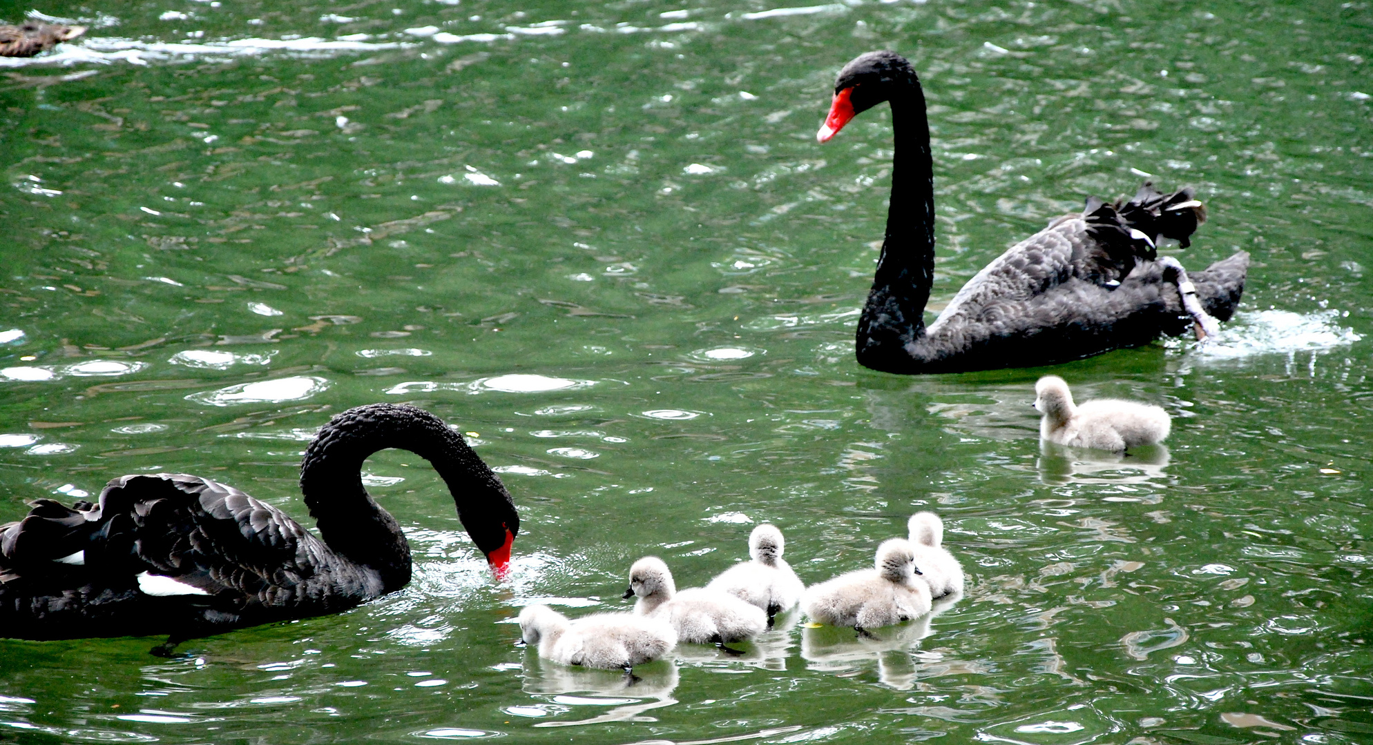 Trauerschwäne mit sechs Jungen 1