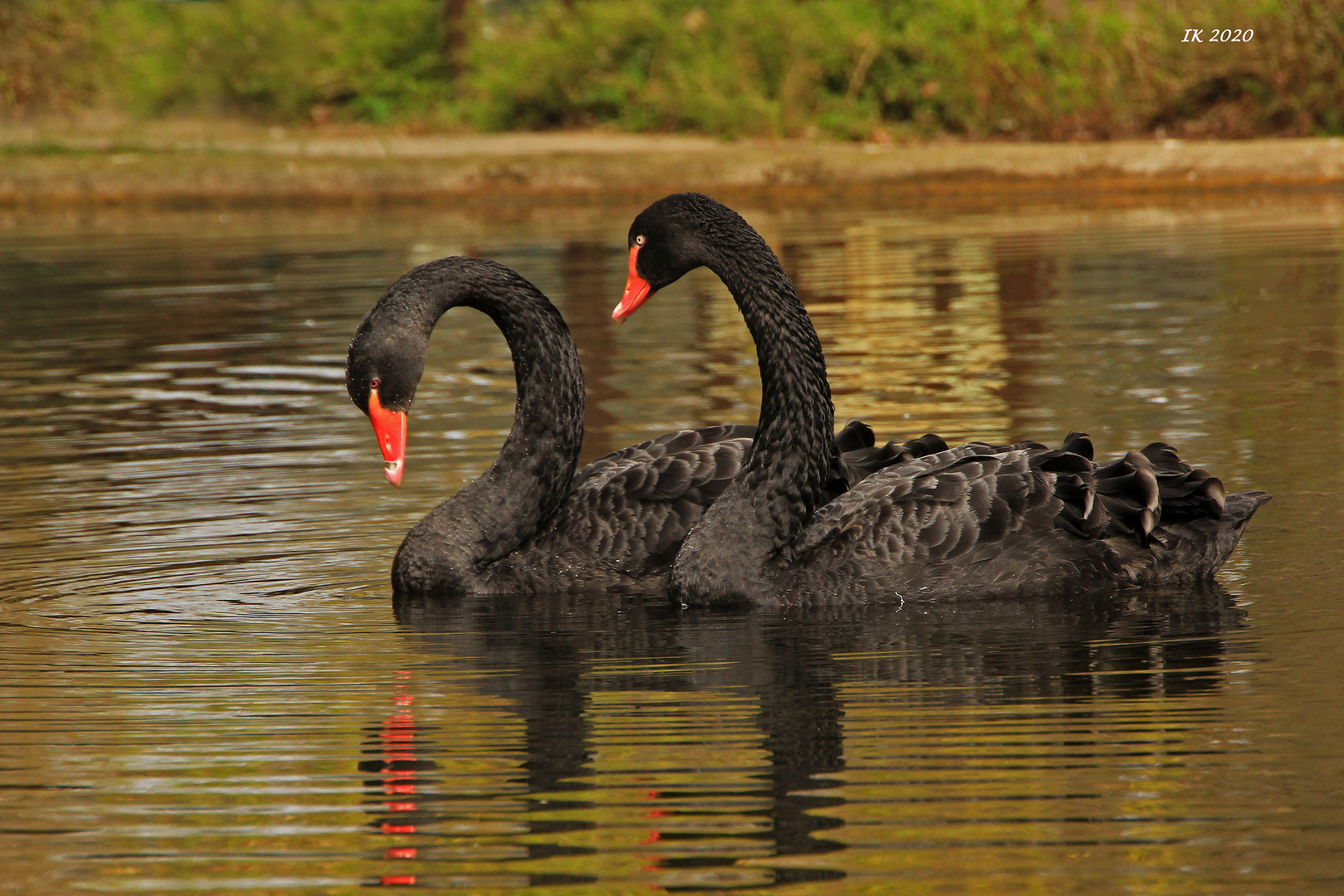 Trauerschwäne mit Spiegelung