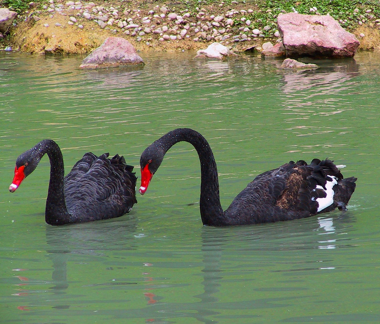 Trauerschwäne Parco Natura Viva