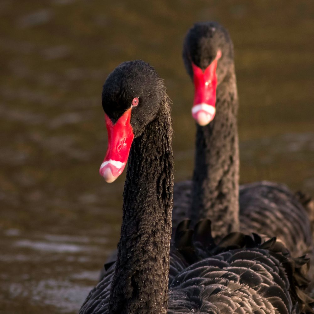 Trauerschwäne Wildlife