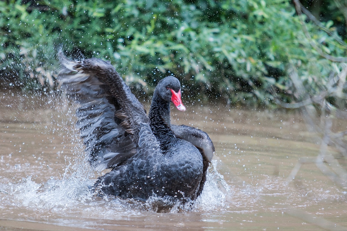 Trauerschwan