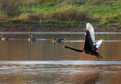 Trauerschwan 2 (Wildlife)