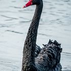 "TRAUERSCHWAN" - aber der Name gefällt mir nicht