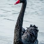 "TRAUERSCHWAN" - aber der Name gefällt mir nicht