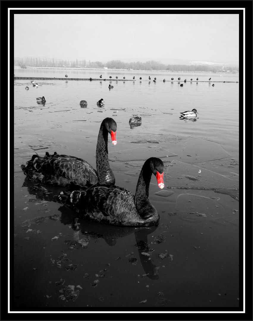 Trauerschwan am Bodensee