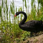 Trauerschwan am Weiher