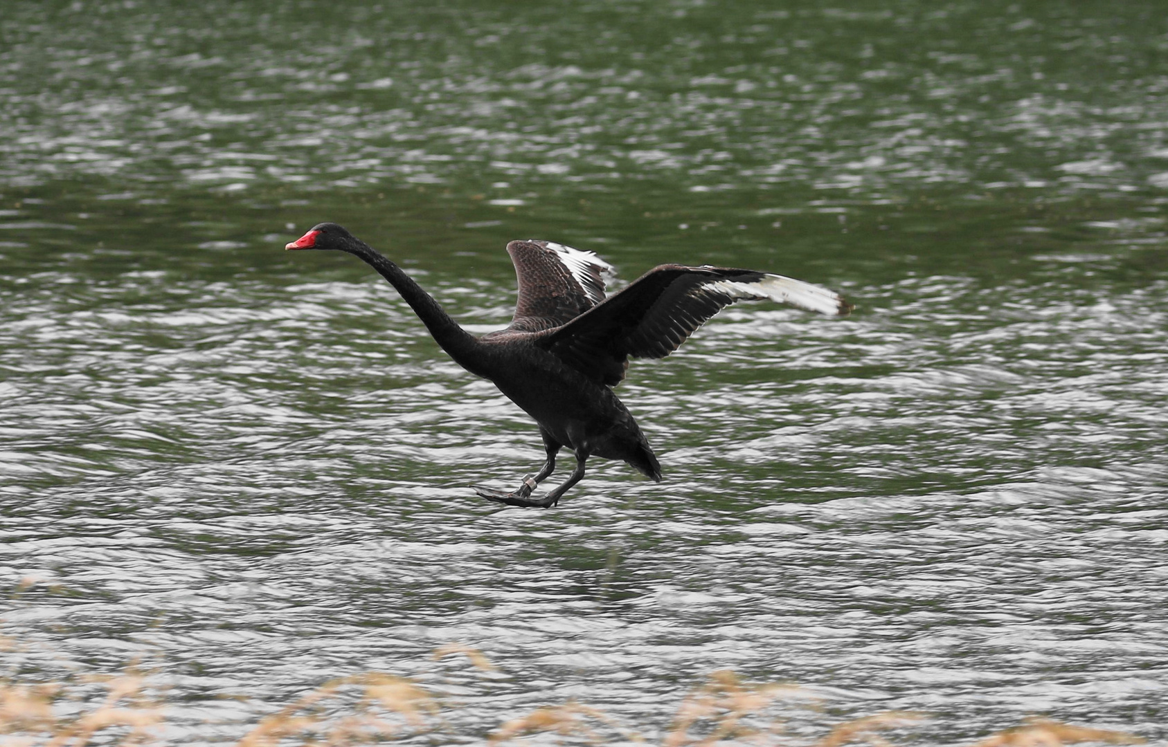 Trauerschwan (auch Schwarzschwan genannt)