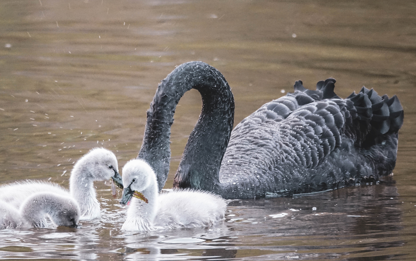 Trauerschwan auf Futtersuche