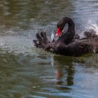 Trauerschwan bei der Gefiederpflege