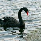 Trauerschwan - Black Swan (Cygnus atratus)