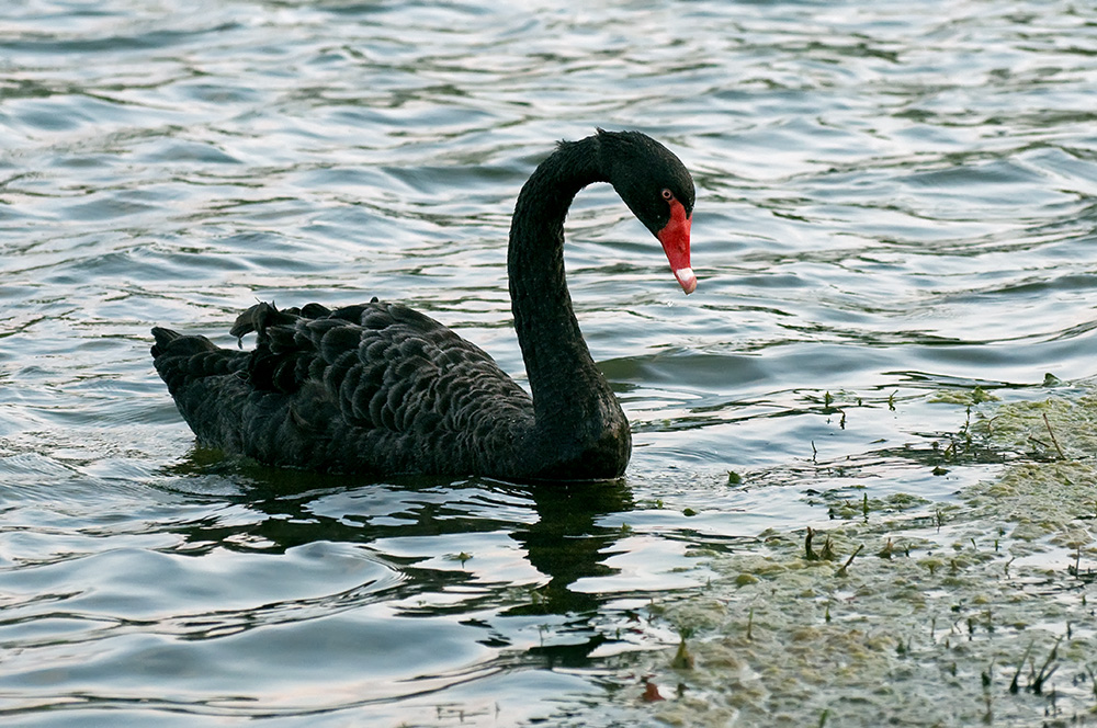 Trauerschwan - Black Swan (Cygnus atratus)