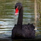 Trauerschwan (Black Swan) - Cygnus atratus