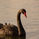 Trauerschwan / black swan