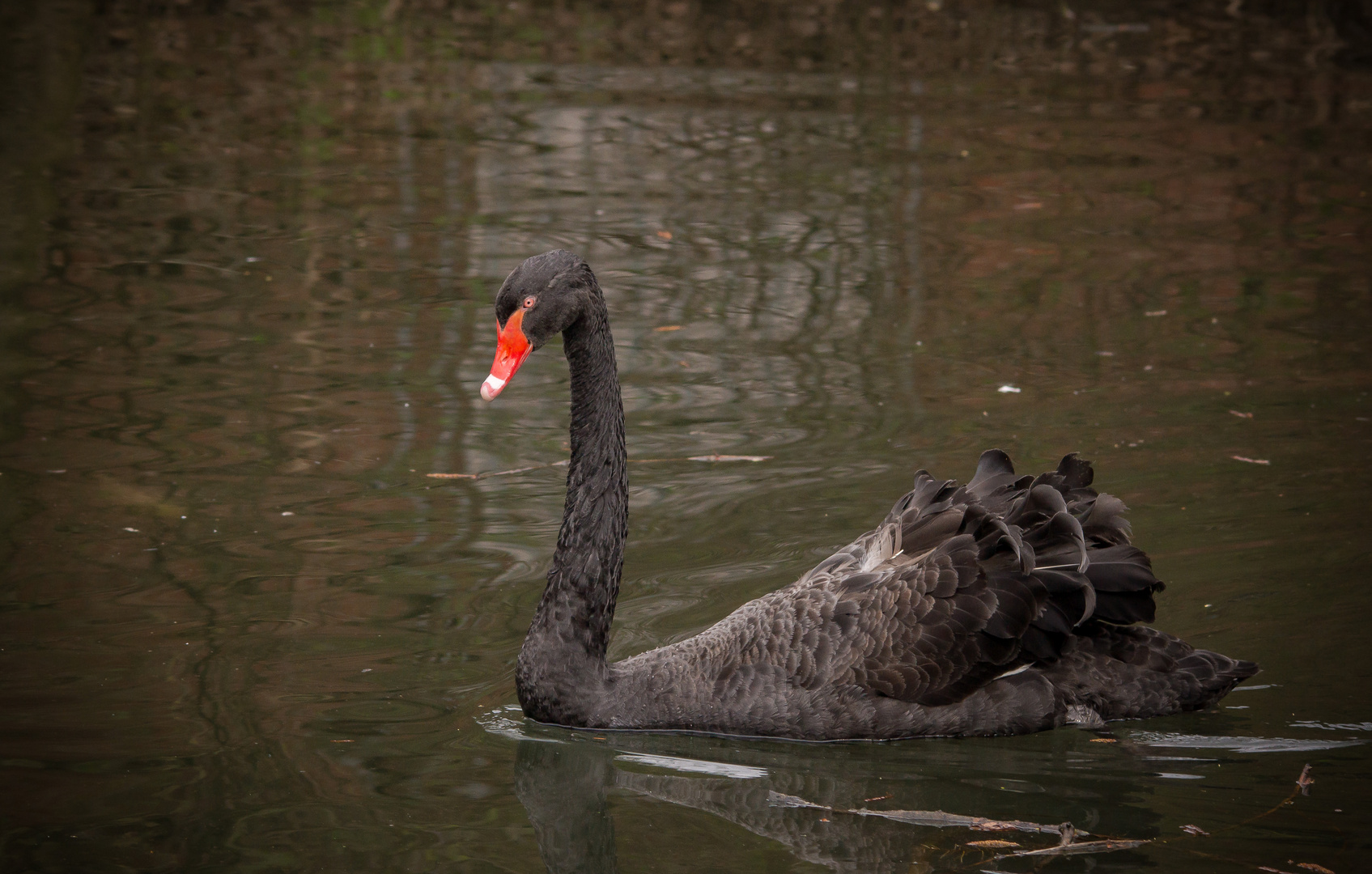 Trauerschwan (Cygnus atratus)