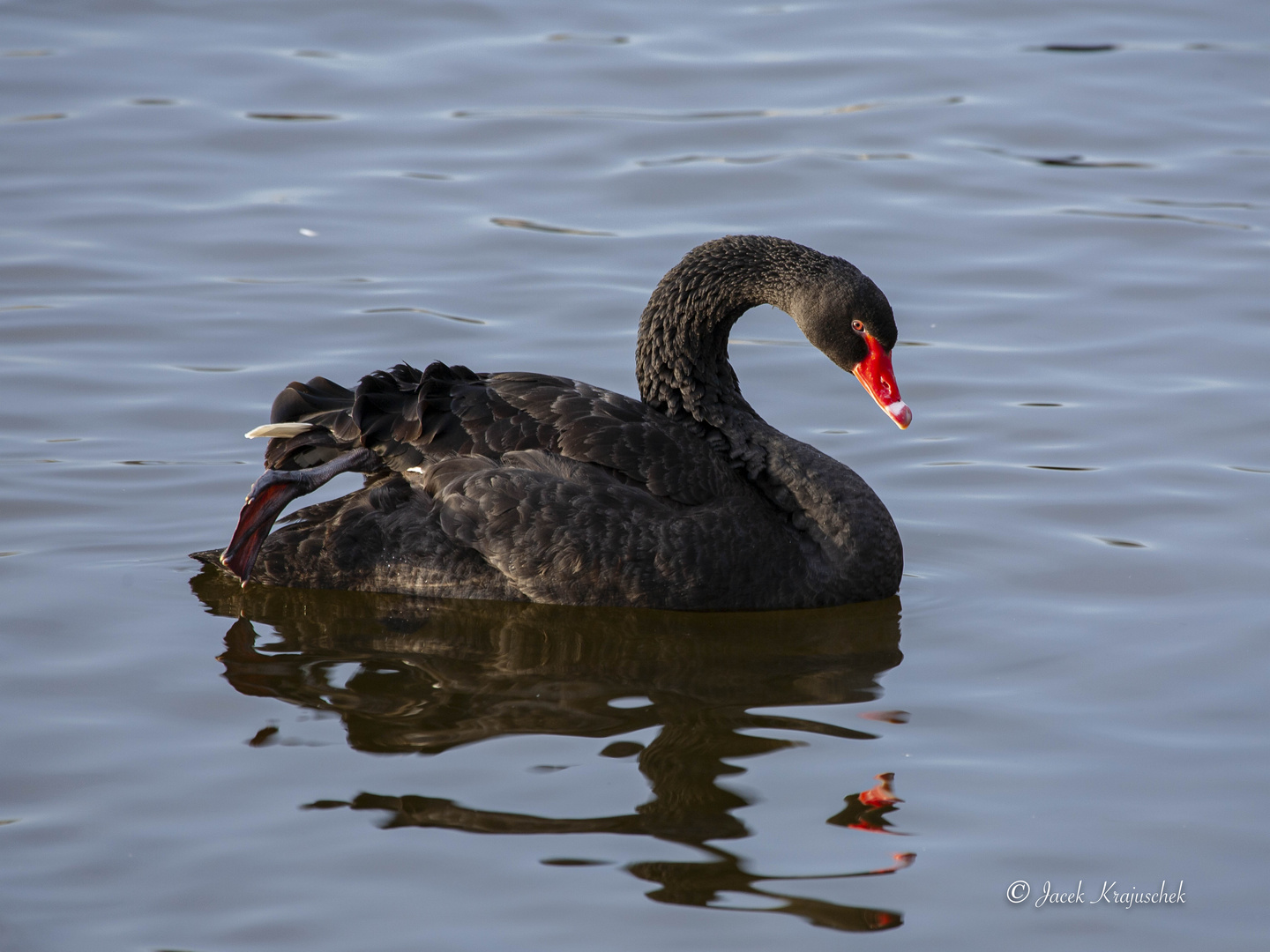 TRAUERSCHWAN (Cygnus atratus)