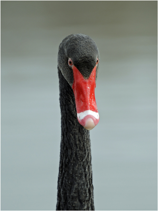 Trauerschwan (Cygnus atratus)