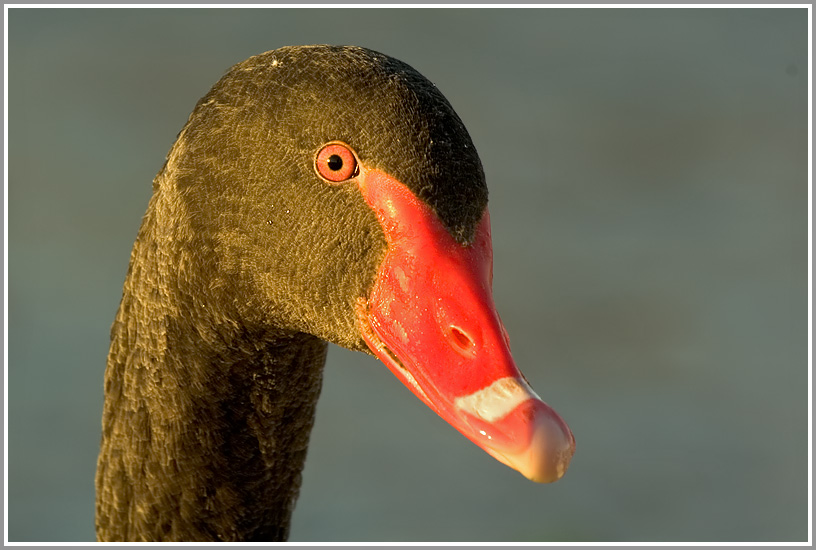 Trauerschwan (Cygnus atratus)