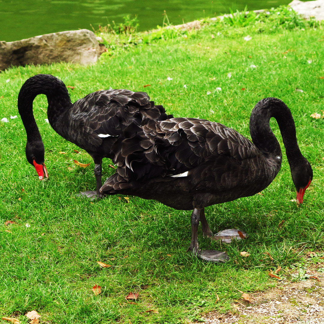 Trauerschwan (Cygnus atratus)