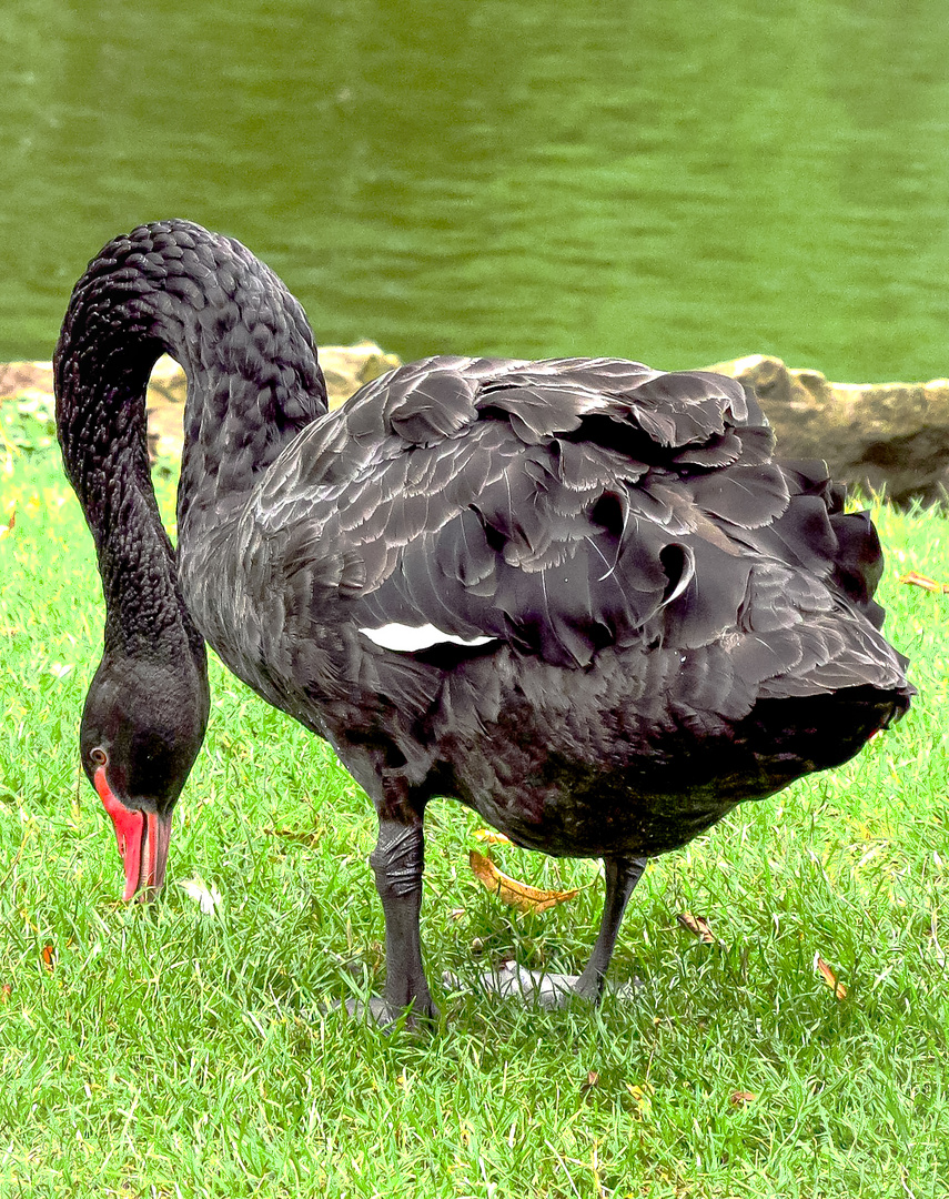 Trauerschwan (Cygnus atratus)