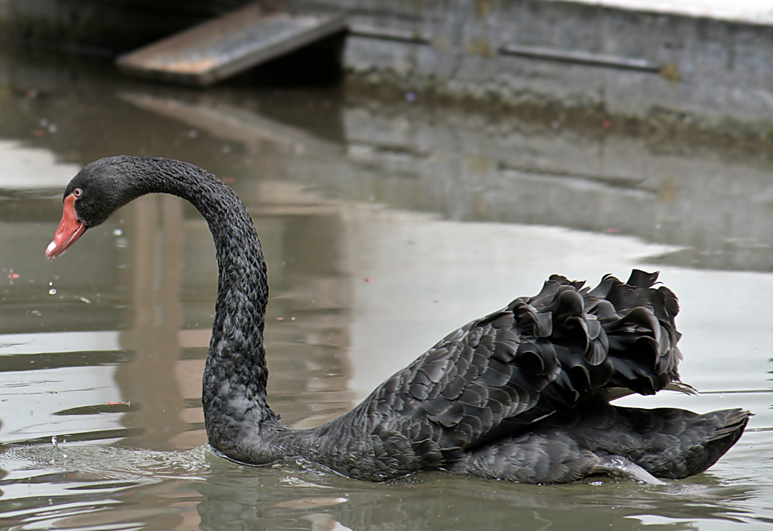 ~~~ Trauerschwan (Cygnus atratus) ~~~