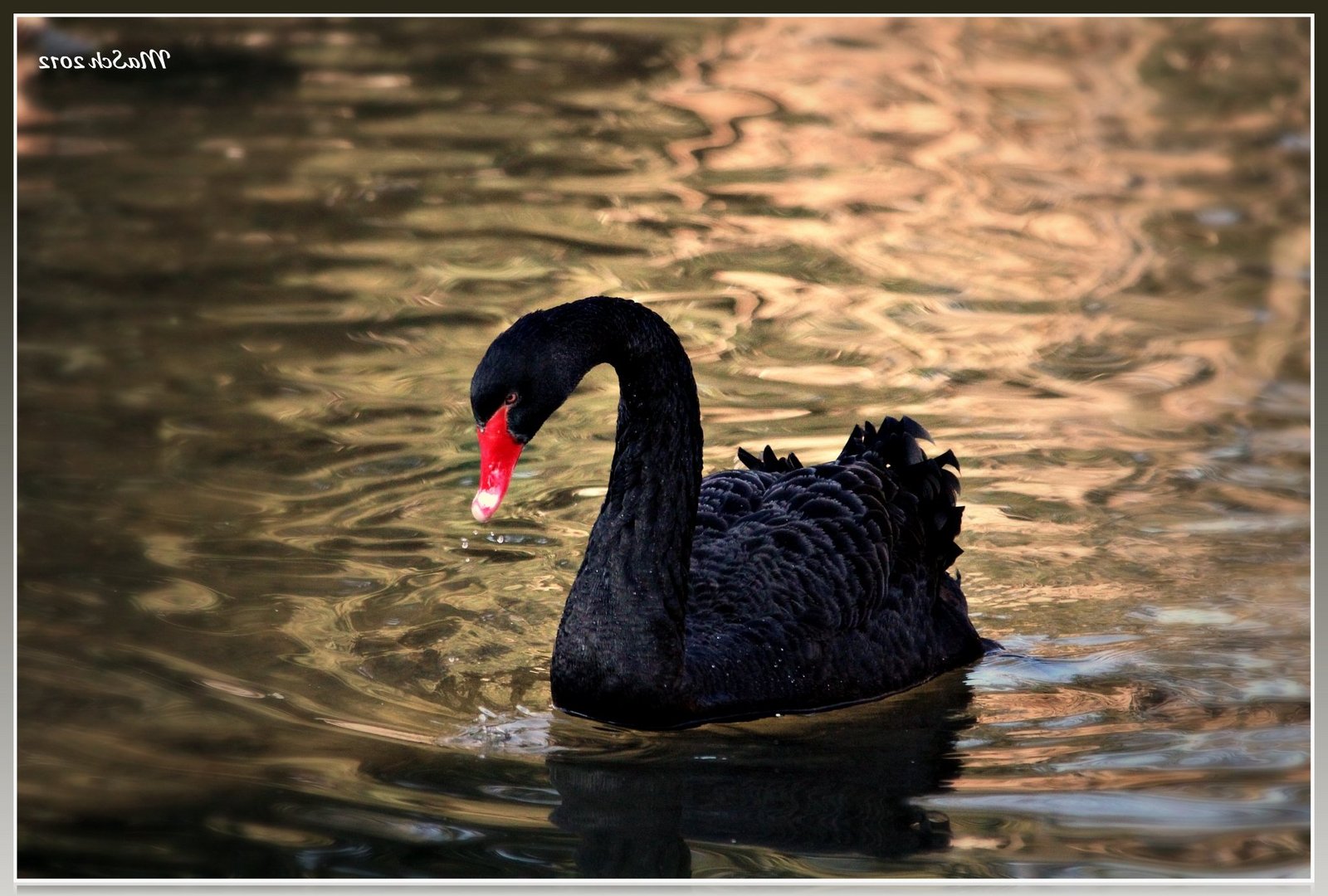 Trauerschwan (Cygnus atratus)