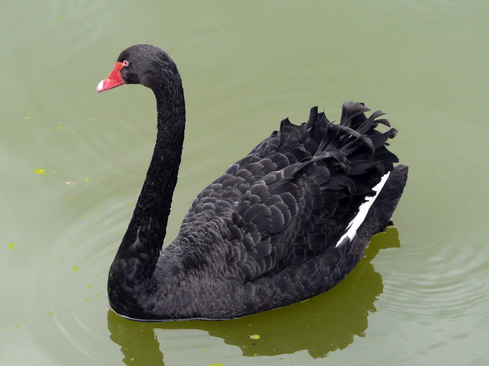 Trauerschwan (Cygnus atratus)