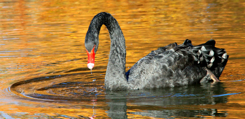 Trauerschwan (Cygnus atratus)