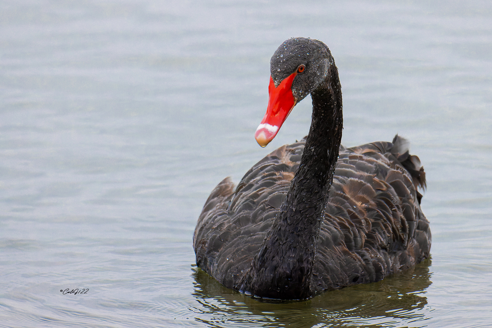 Trauerschwan (Cygnus atratus) 