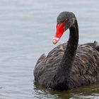 Trauerschwan (Cygnus atratus) 