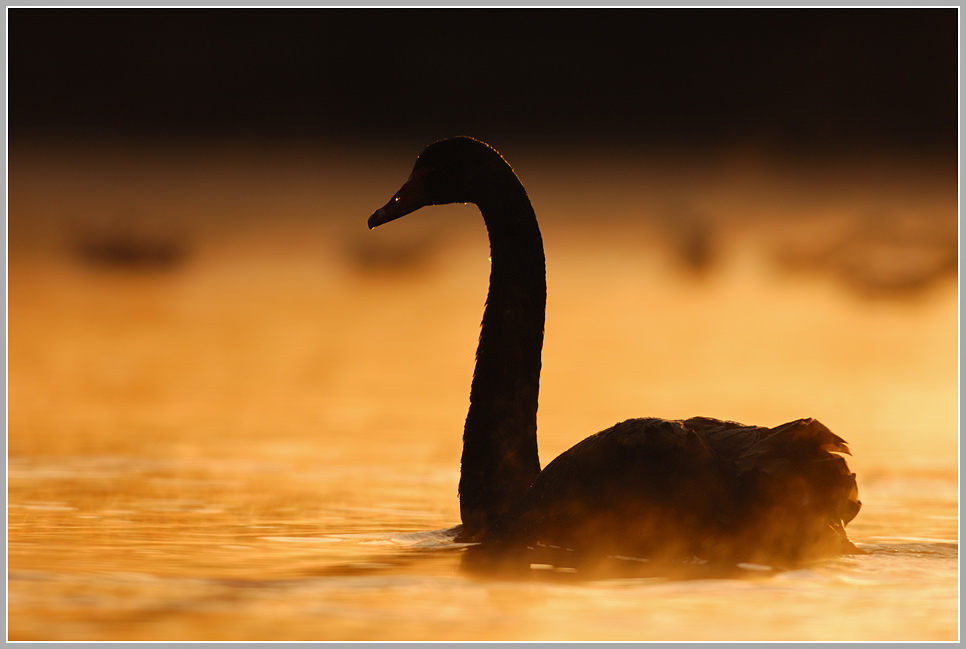 Trauerschwan (Cygnus atratus)