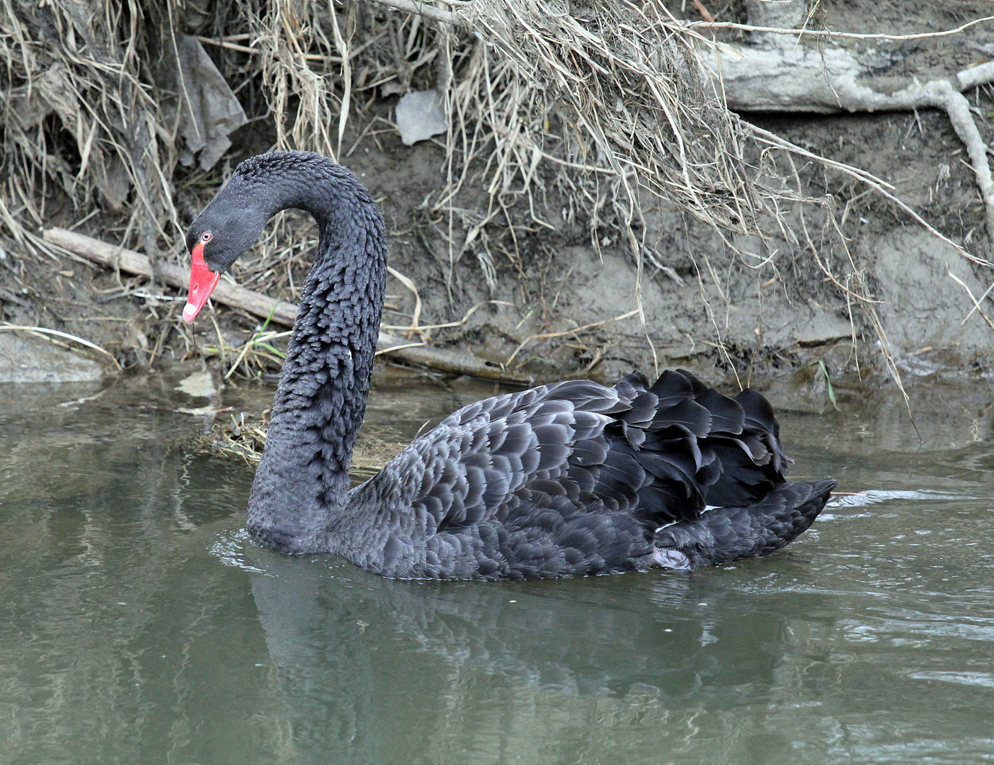 Trauerschwan (Cygnus atratus)