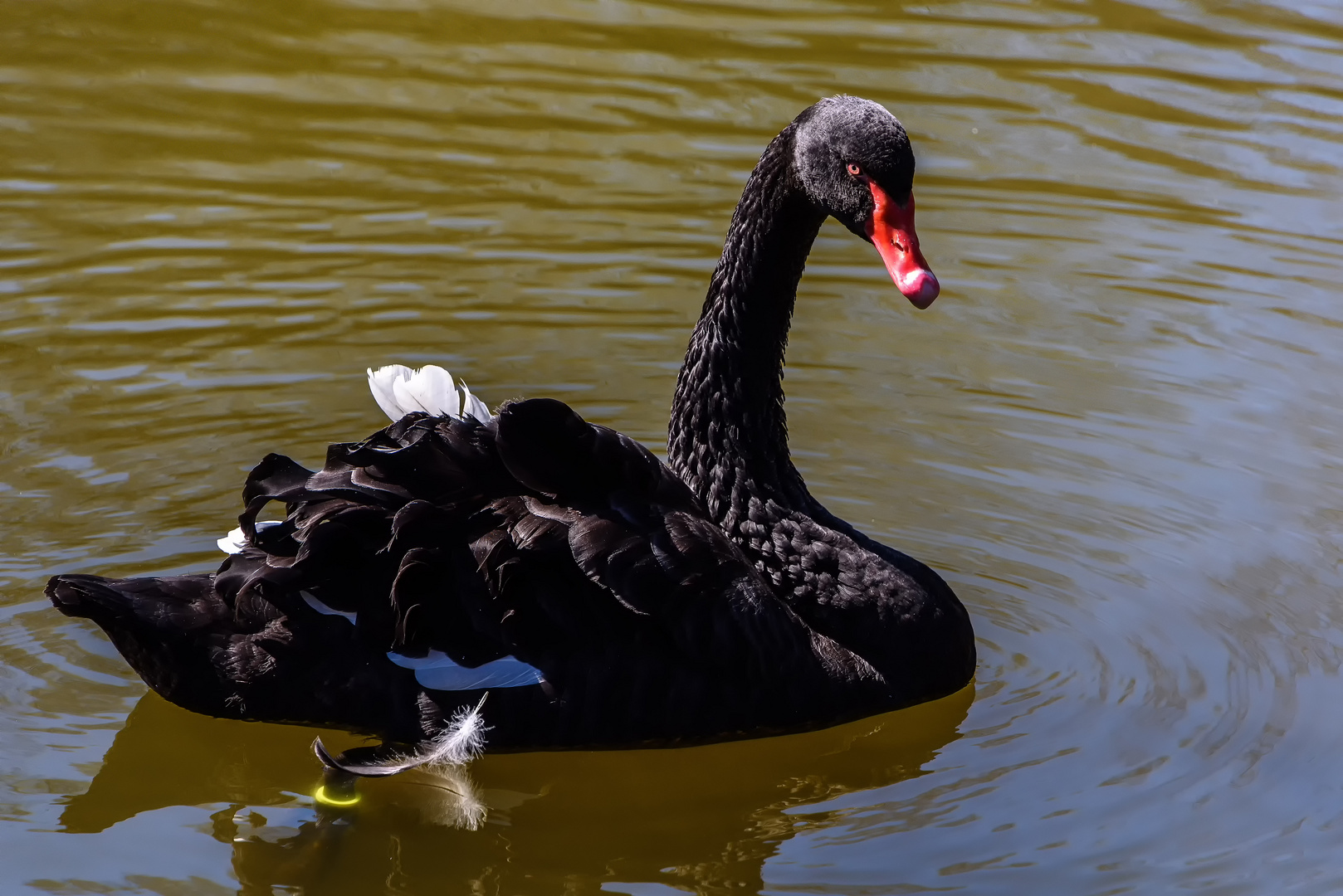 Trauerschwan (Cygnus atratus) oder Schwarzschwan