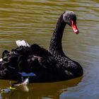 Trauerschwan (Cygnus atratus) oder Schwarzschwan