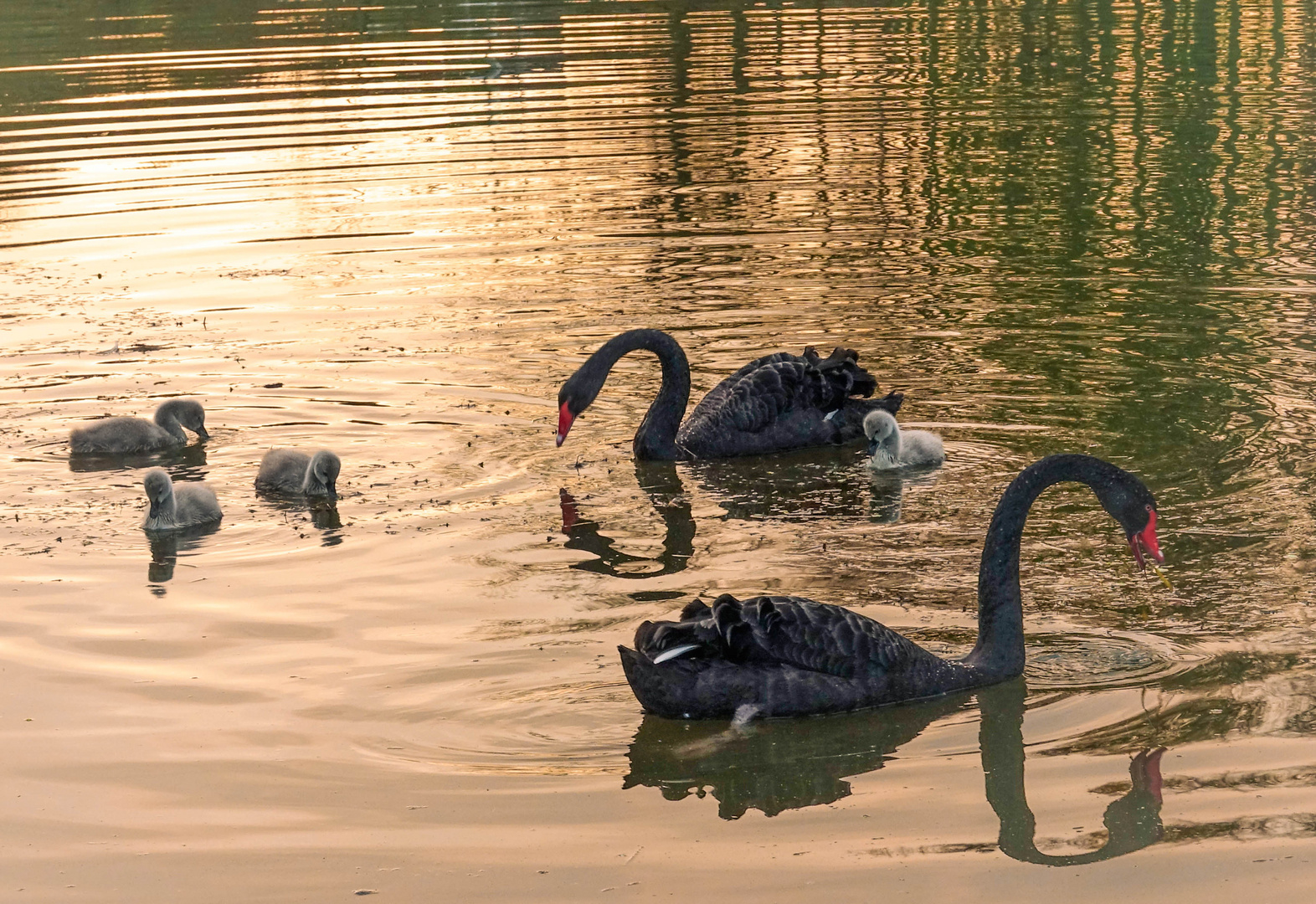 Trauerschwan-Familie