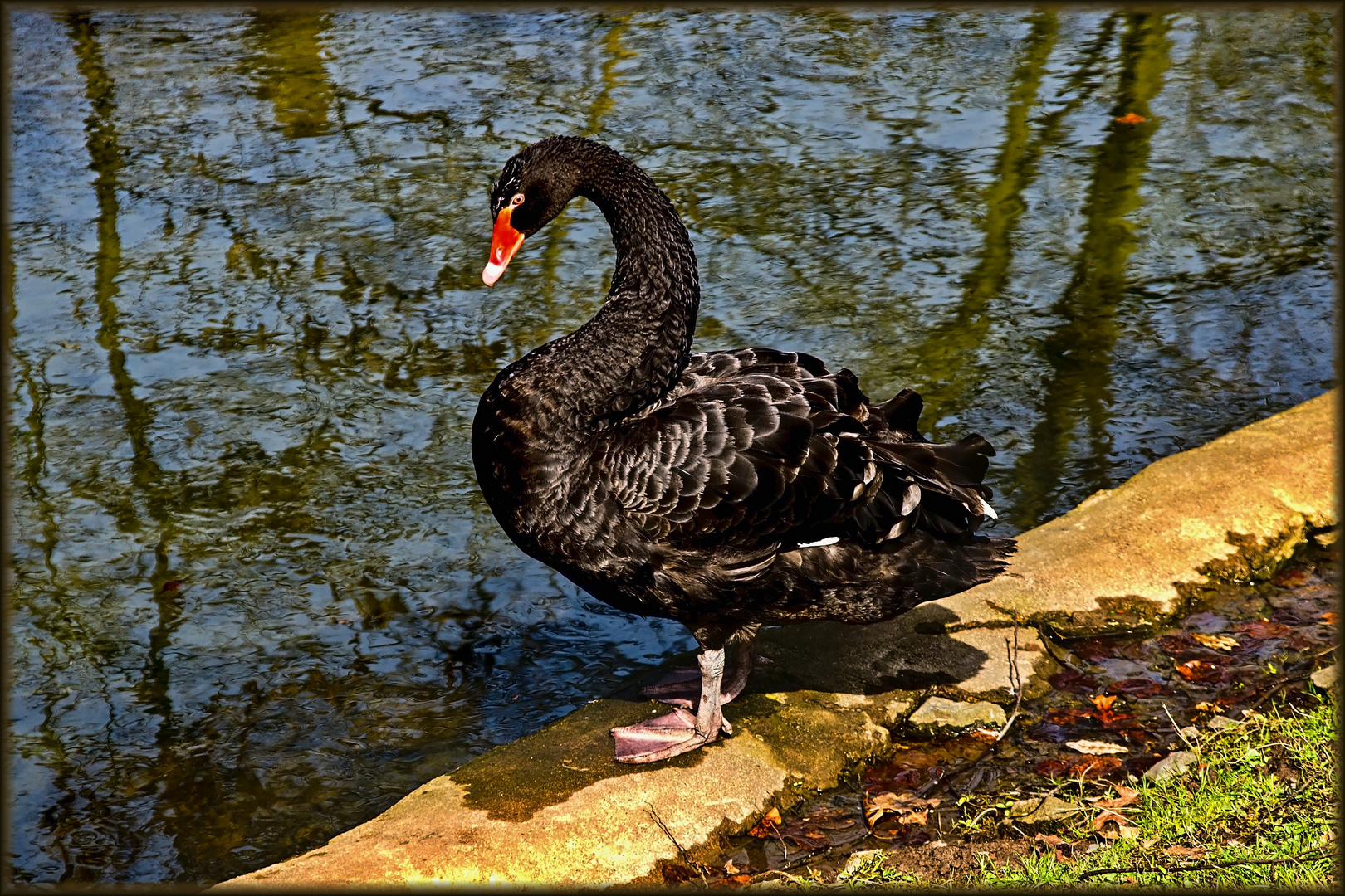 Trauerschwan im Kurpark