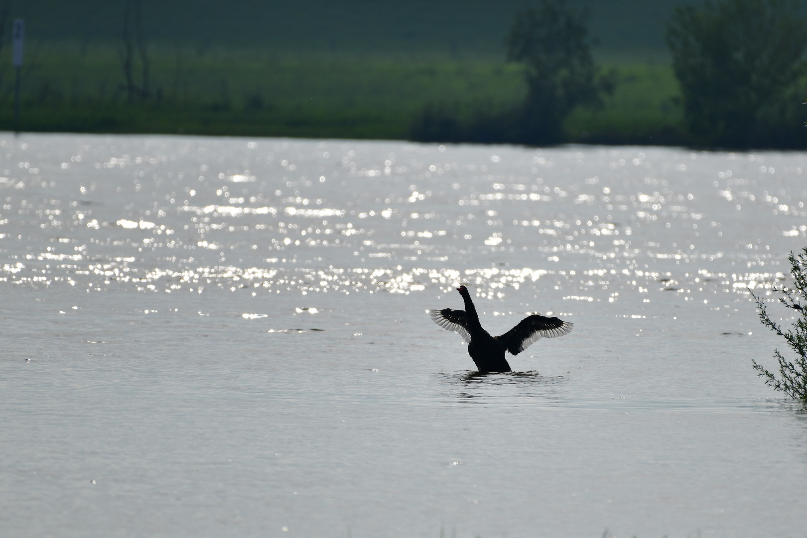 Trauerschwan im Rhein