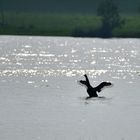 Trauerschwan im Rhein