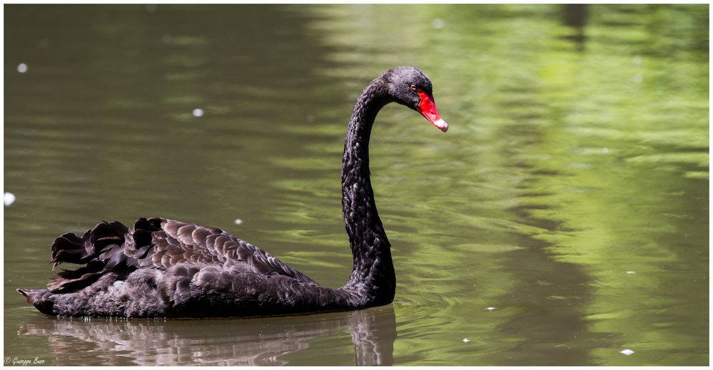 Trauerschwan im Tierpark Lange Erlen, Basel