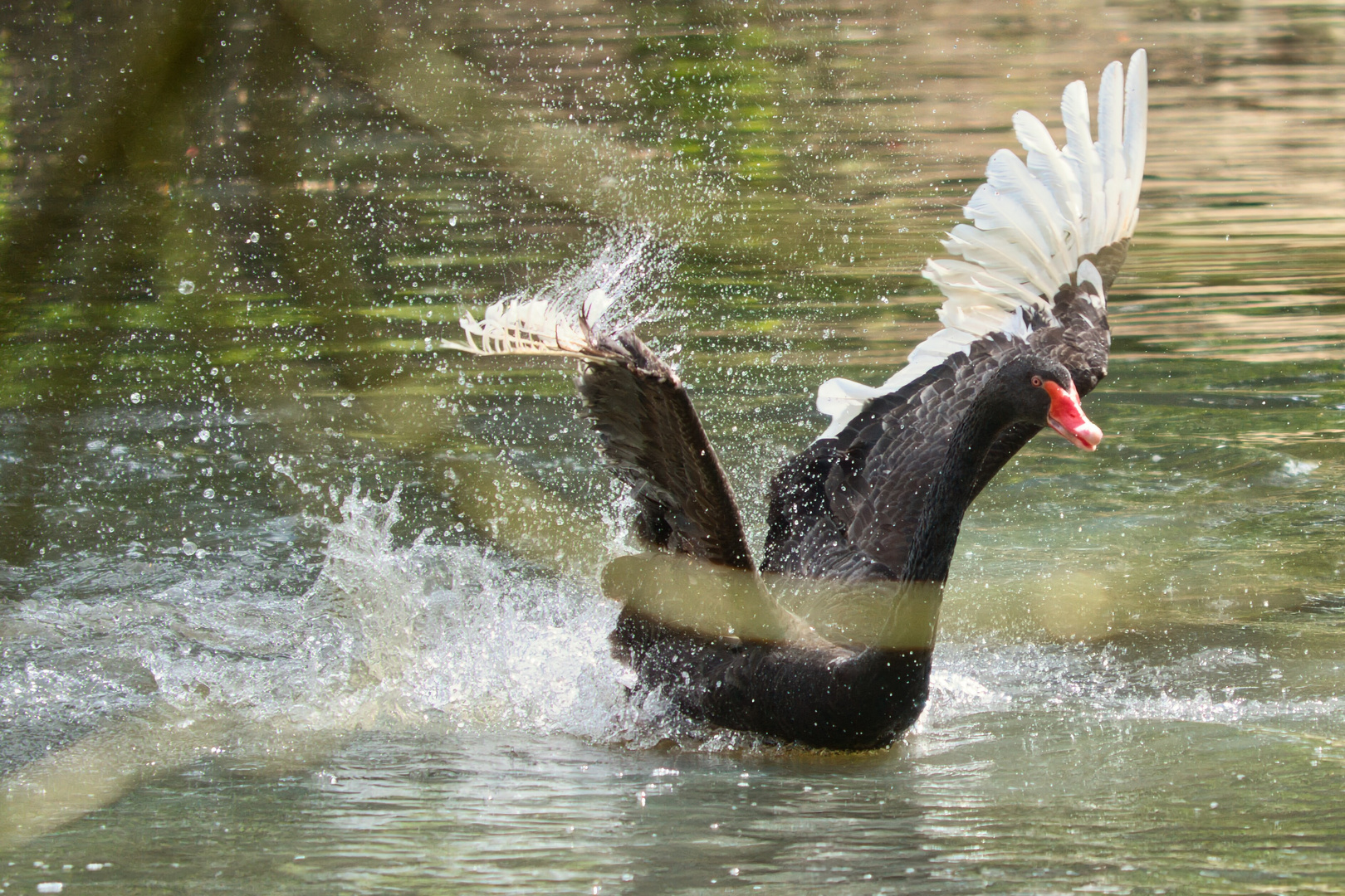 Trauerschwan in Ekstase