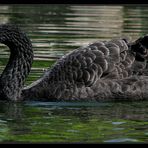 Trauerschwan in (fast) voller Länge