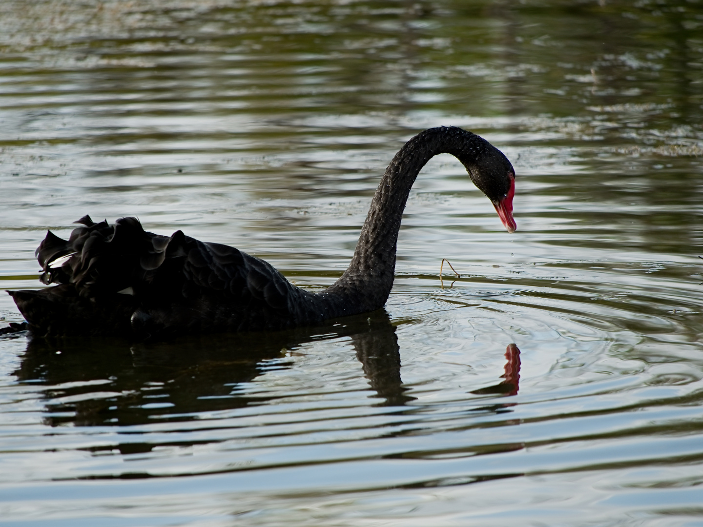 Trauerschwan in freier Wildbahn