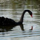 Trauerschwan in freier Wildbahn