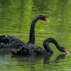 Trauerschwan / Morning Swan